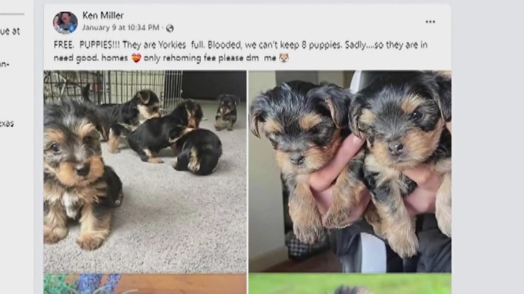 Update: Puppy Facebook scam page turns into new scam in Central Texas