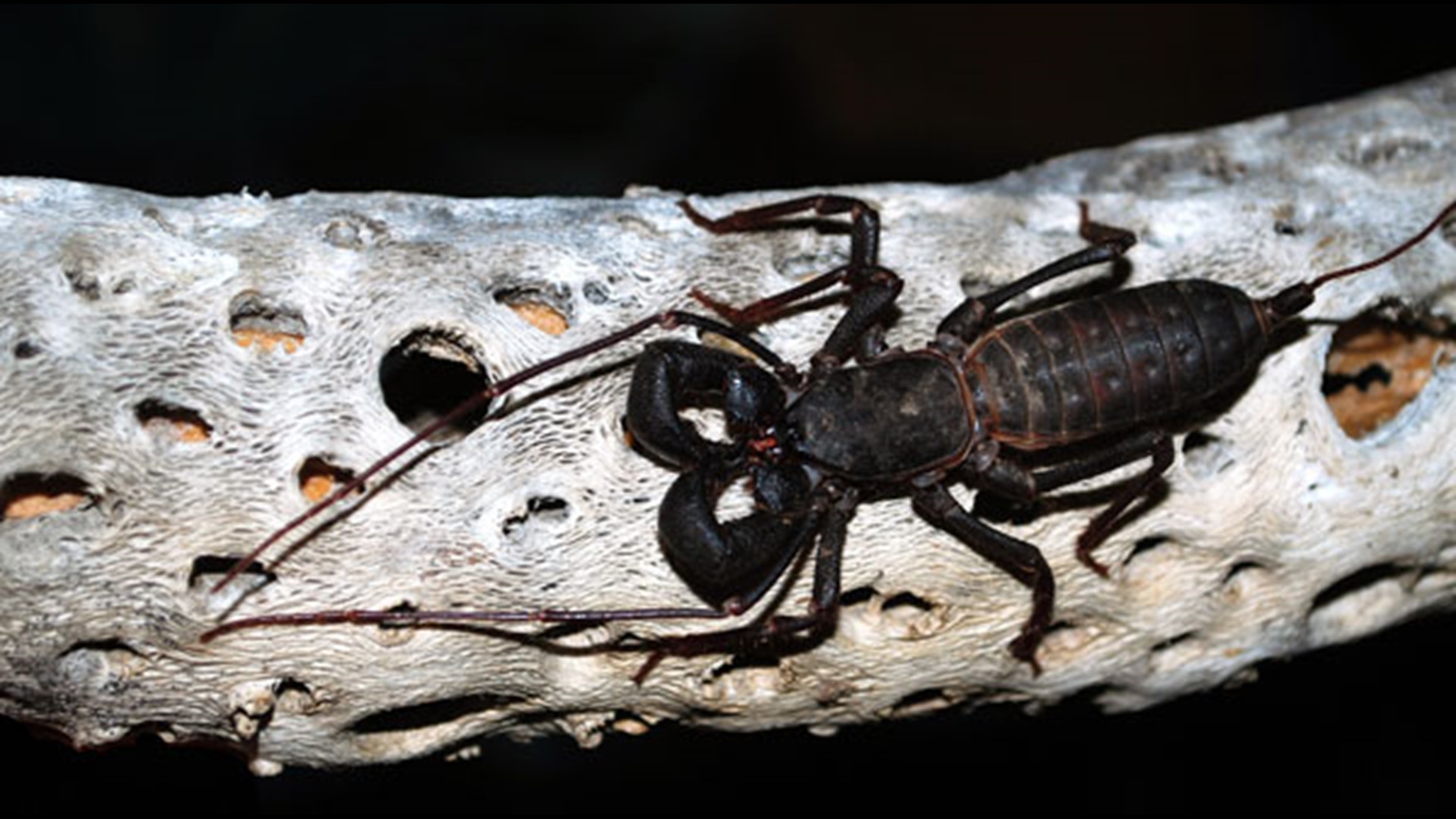 There's an insect that is a mix between a scorpion and a spider; sounds like what nightmares are made of, right?