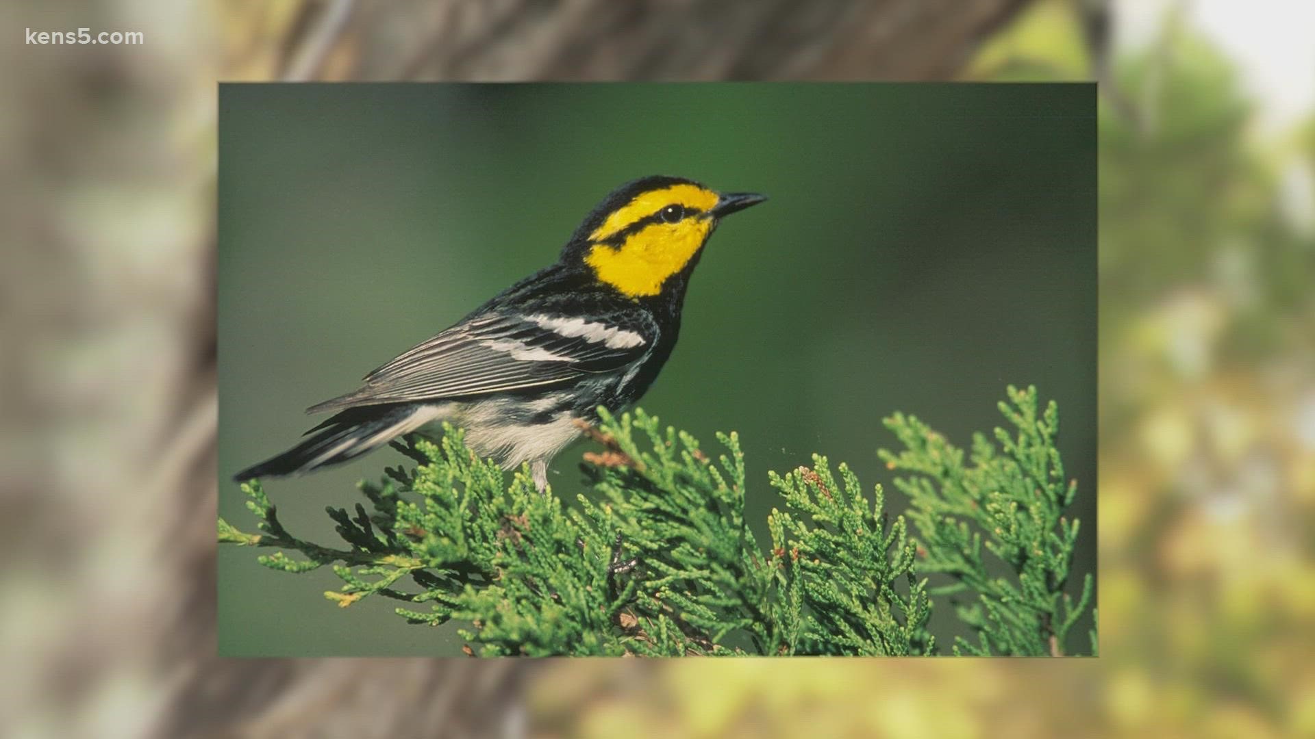 The Texas General Land Office contends the Golden Cheeked Warbler does not belong on the endangered species list.