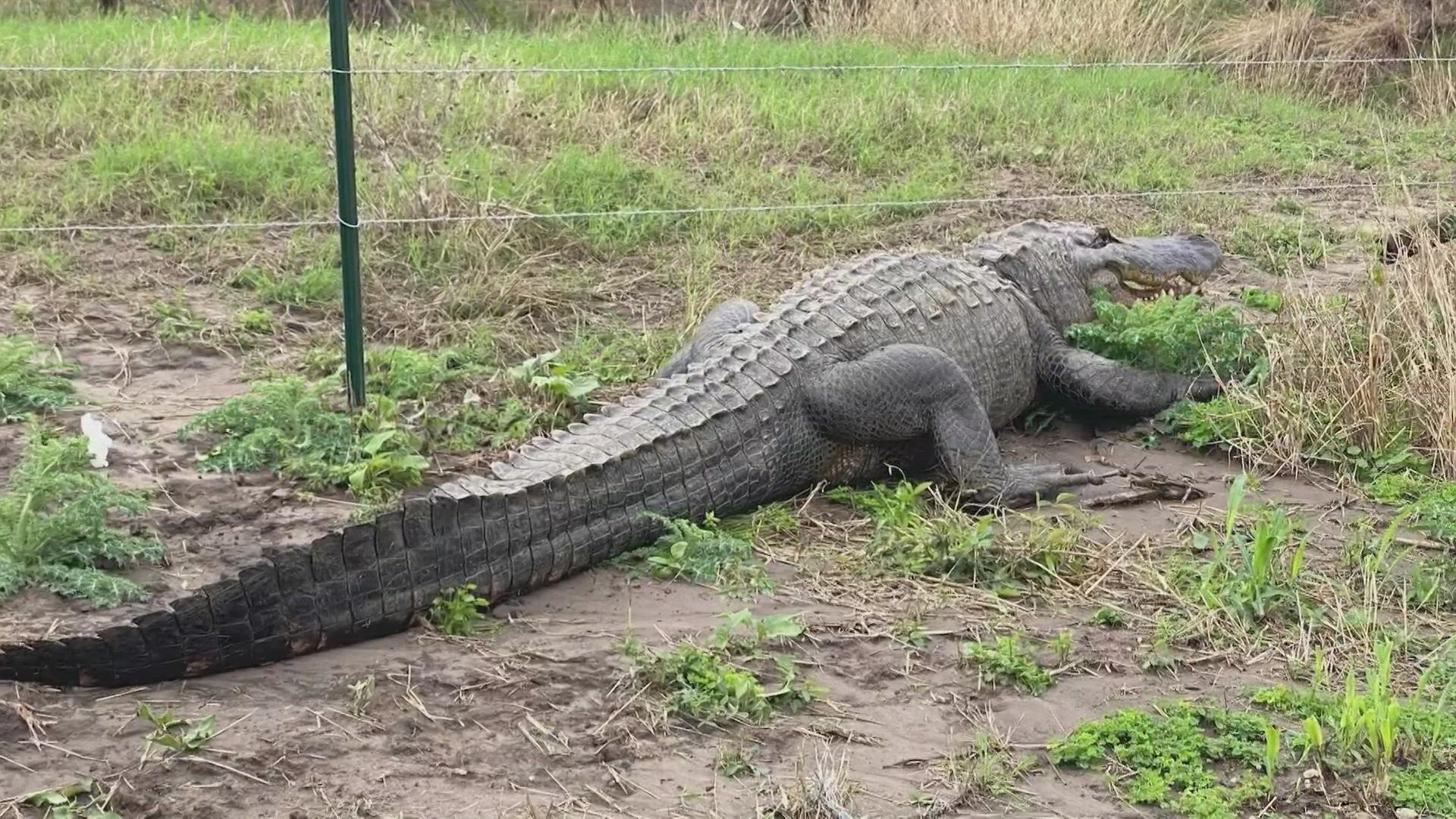 An alligator was taking a walk this morning when it was spotted. Sheriff's in Atascosa County safely took care of the situation.