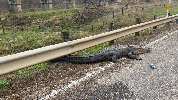 Later, gator | Alligator spotted wandering on the side of the road in Atascosa County