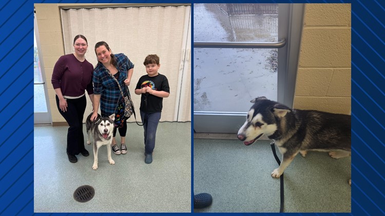 Family drives over 2,600 miles to adopt Harvey the husky in San Diego