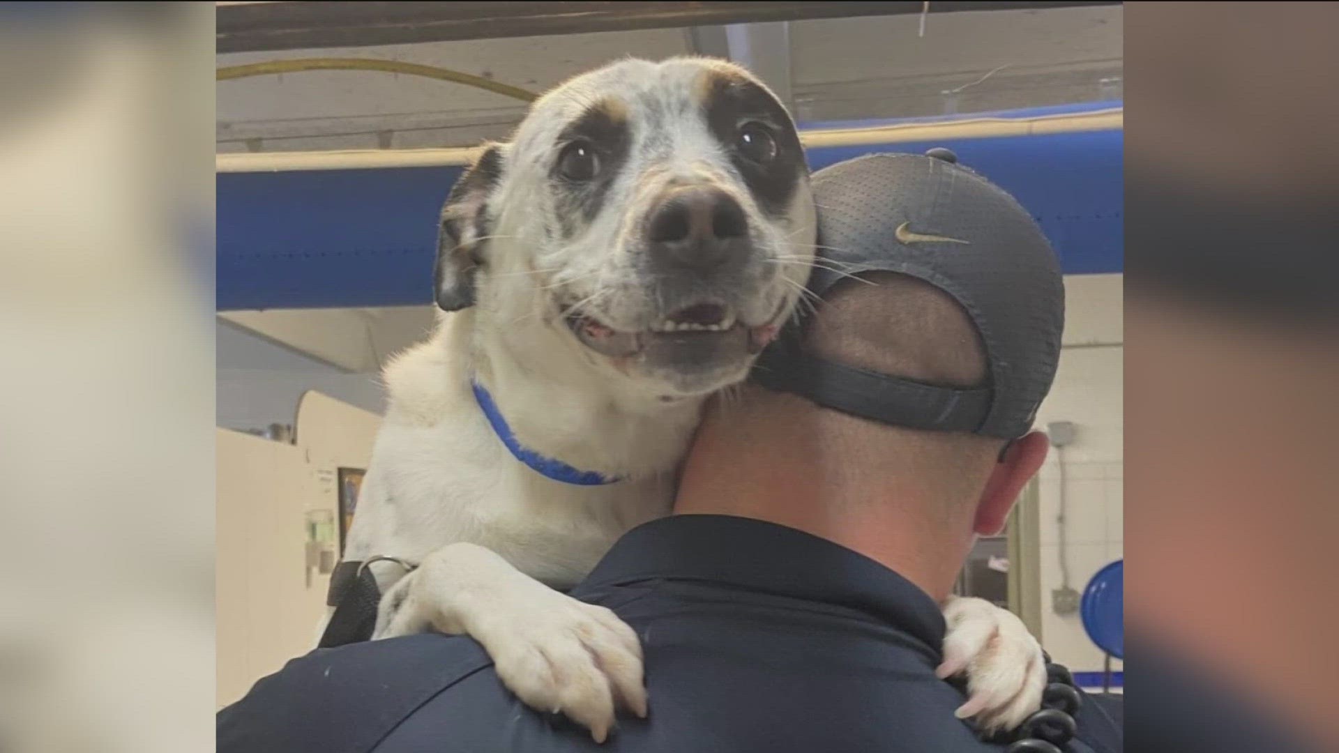 After being severely abused and then spending nearly five hundred days in a shelter, one dog has finally found a forever home in Arkansas.