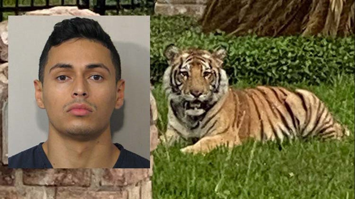 Tiger in Houston neighborhood Man in custody; tiger not found