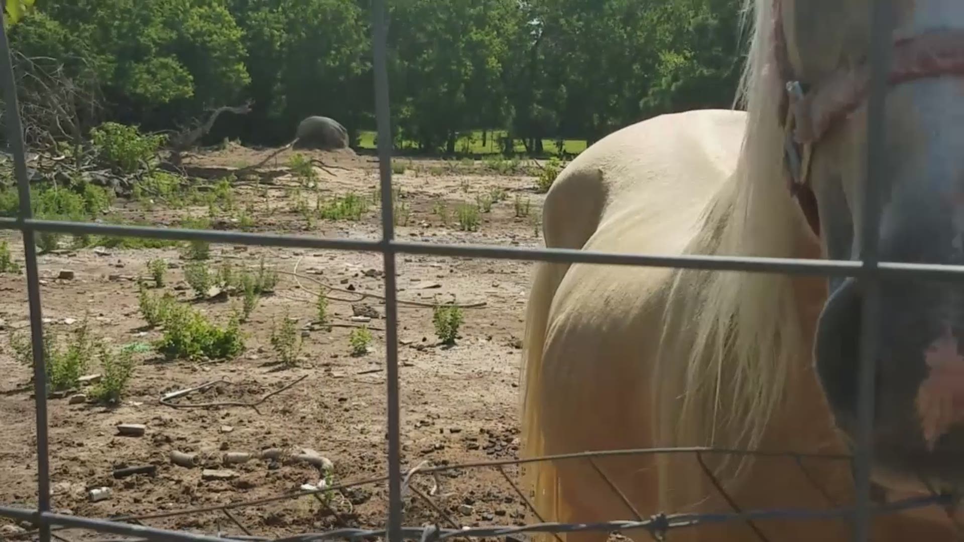 The Houston SPCA and Precinct 1 are rescuing 32 equine, 34 rabbits, four cats and three dogs from a property in Cypress due to signs of serious abuse and neglect.