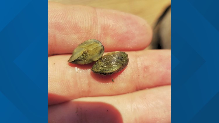 Texas lakes 'fully infested' with invasive zebra mussels