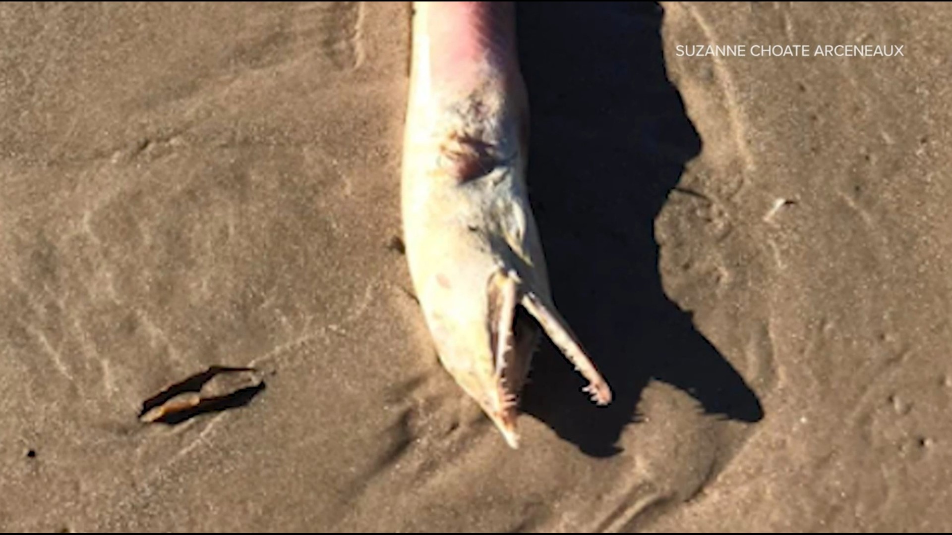 The Texas Parks and Wildlife Department told the San Antonio Express-News it could be a snapped eel, which is somewhat common in Galveston Bay.
