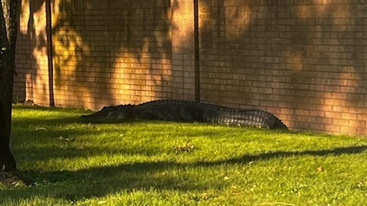 Large alligator spotted strolling through Cinco Ranch neighborhood