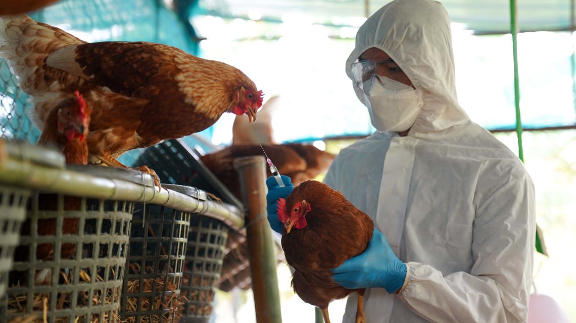 Texas health alert | Potentially deadly bird flu poses threat to animals, including cats