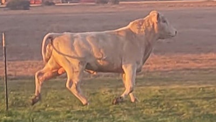 A lot of bull: Loose bull's owner sought by Wharton County sheriff