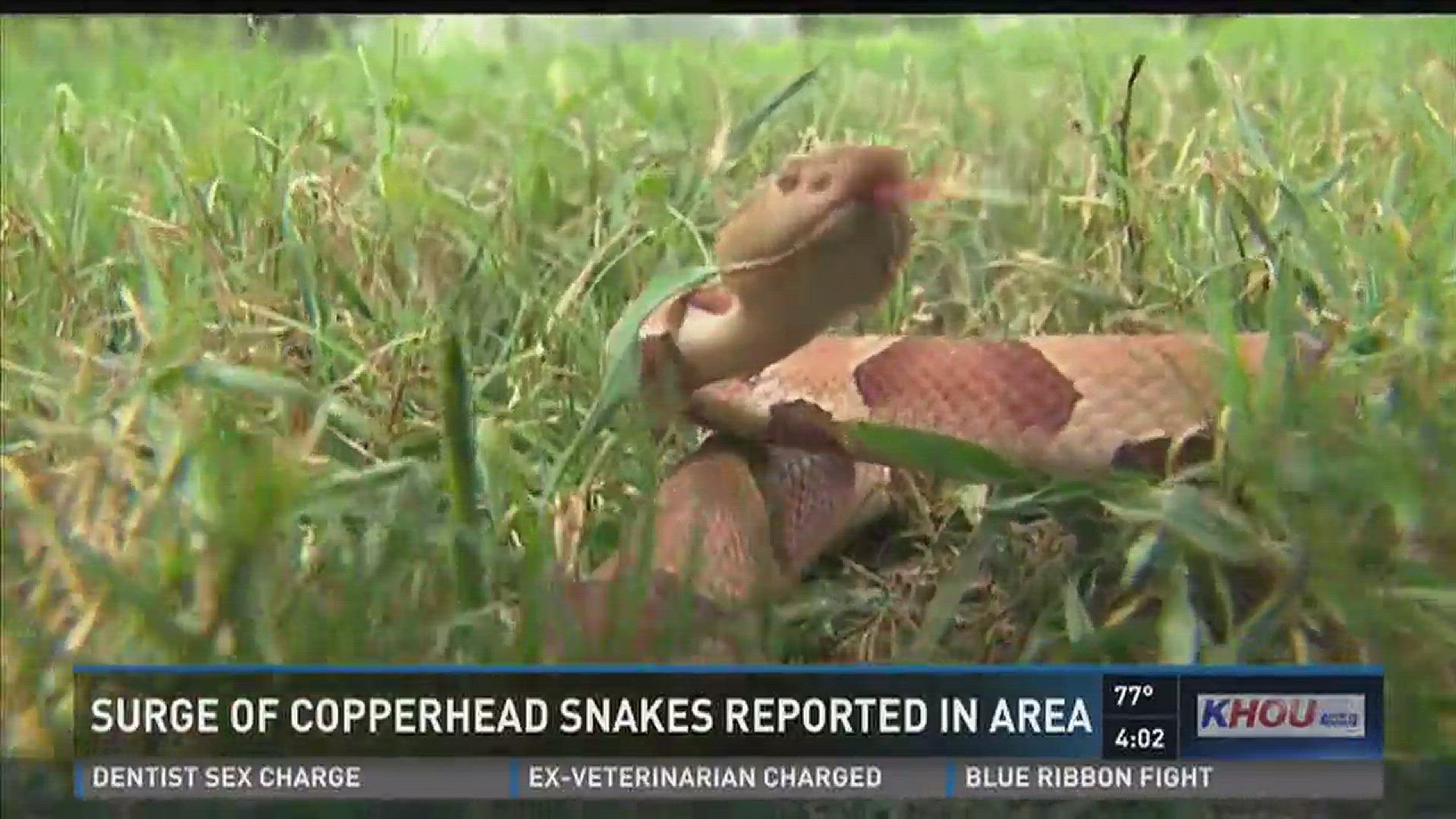 Local snake experts are responding to a surge of copperhead sightings all over southeast Texas this summer. Kristofer Swanson with Katy Snakes believes the copperheads are after Cicada larvae that rise out of the soil near the bases of oak trees between 9