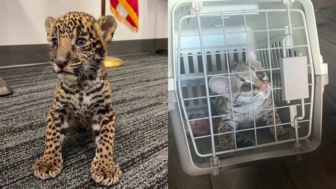 Texas couple caught trying to sell jaguar cub at Academy - Vimarsana News