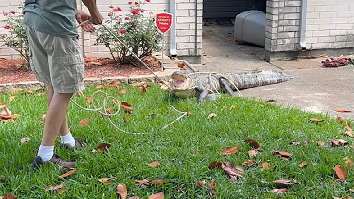 Alligator found in Humble area in Houston - Vimarsana News
