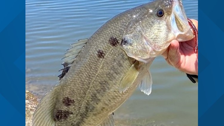 Texas Parks and Wildlife asking anglers to report 'ink-like spots' on bass
