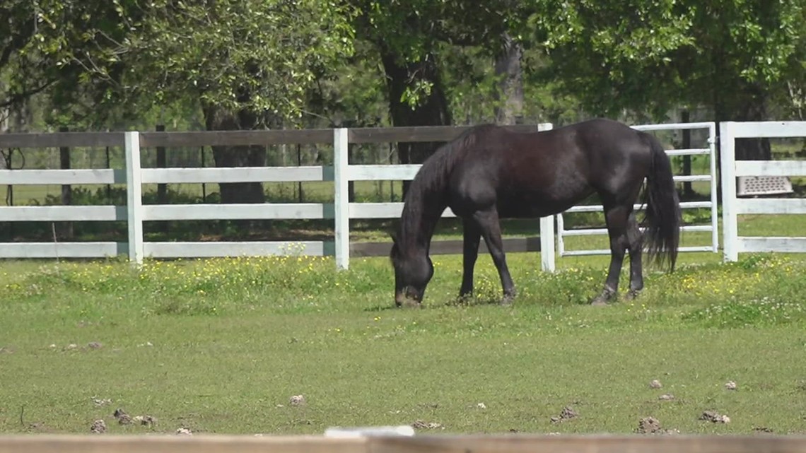 Horse thefts on the rise in Orange County, deputies say | kagstv.com