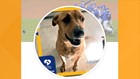 How to change your Facebook profile picture to help Clear the Shelters