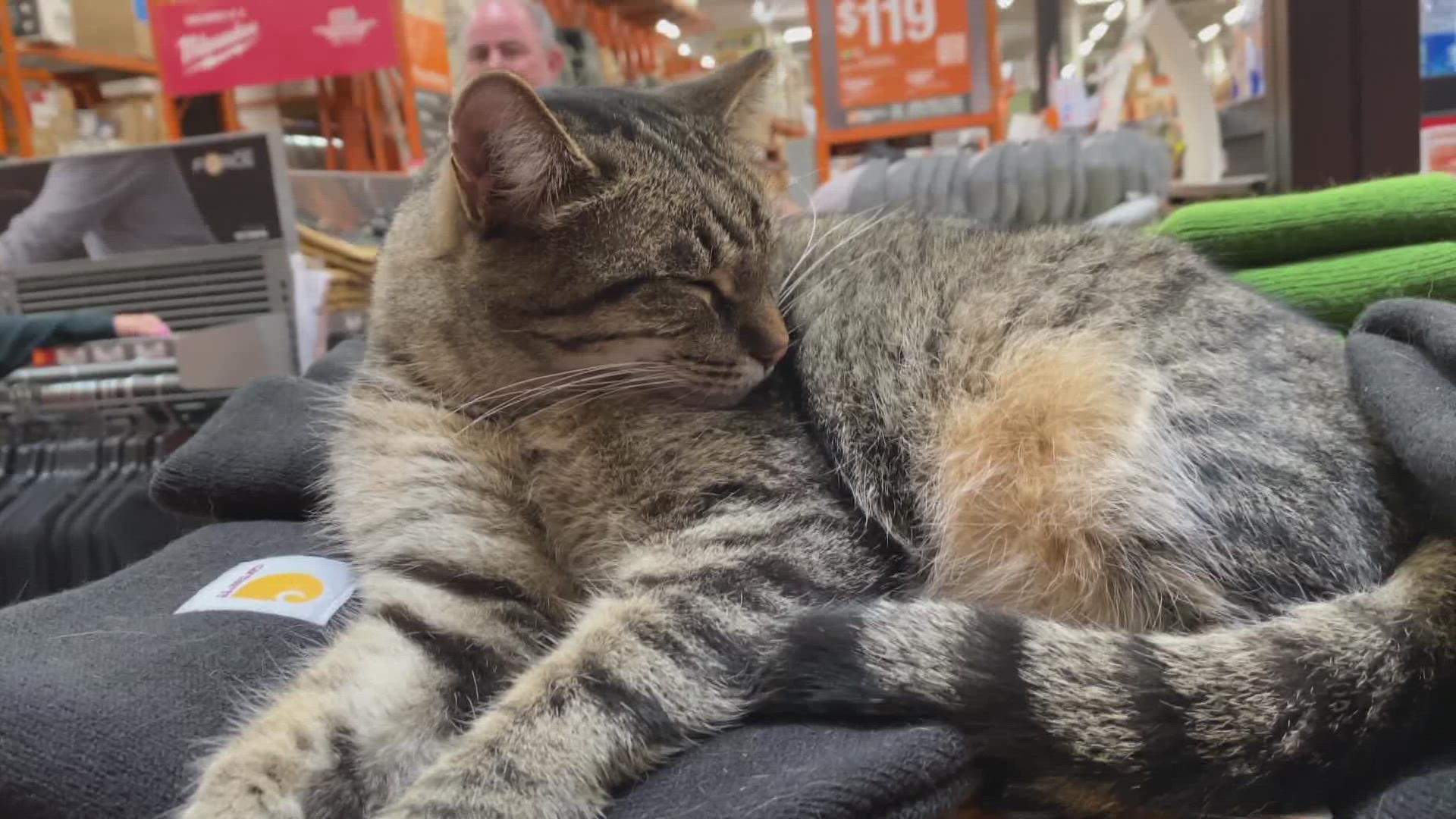 The cat has been a fixture at the Home Depot at 650 North 54th Street for the past six or seven years.