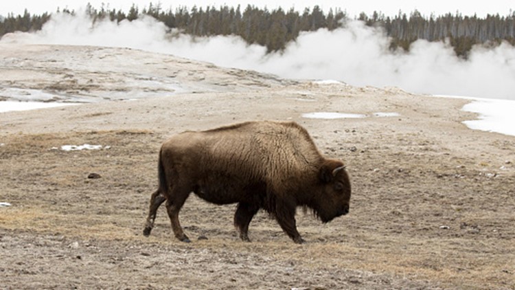 California woman gored multiple times by Yellowstone bison