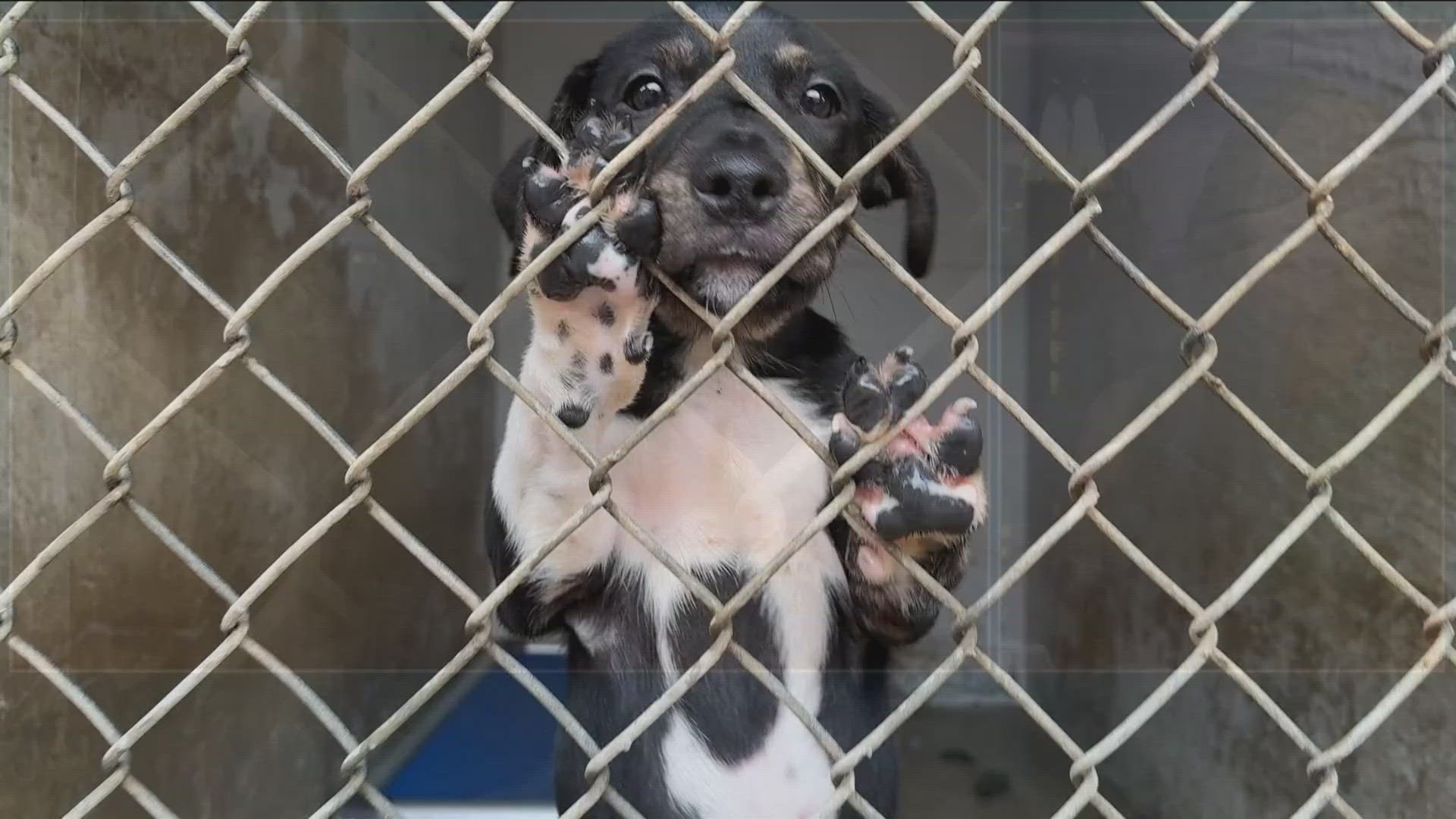 Central Texas Animal Shelters Offer Tips For Holiday Adoptions 