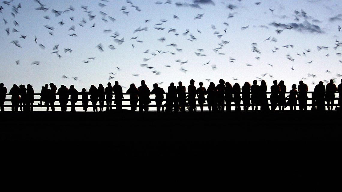 August is the best month for bat watching in Austin | kagstv.com