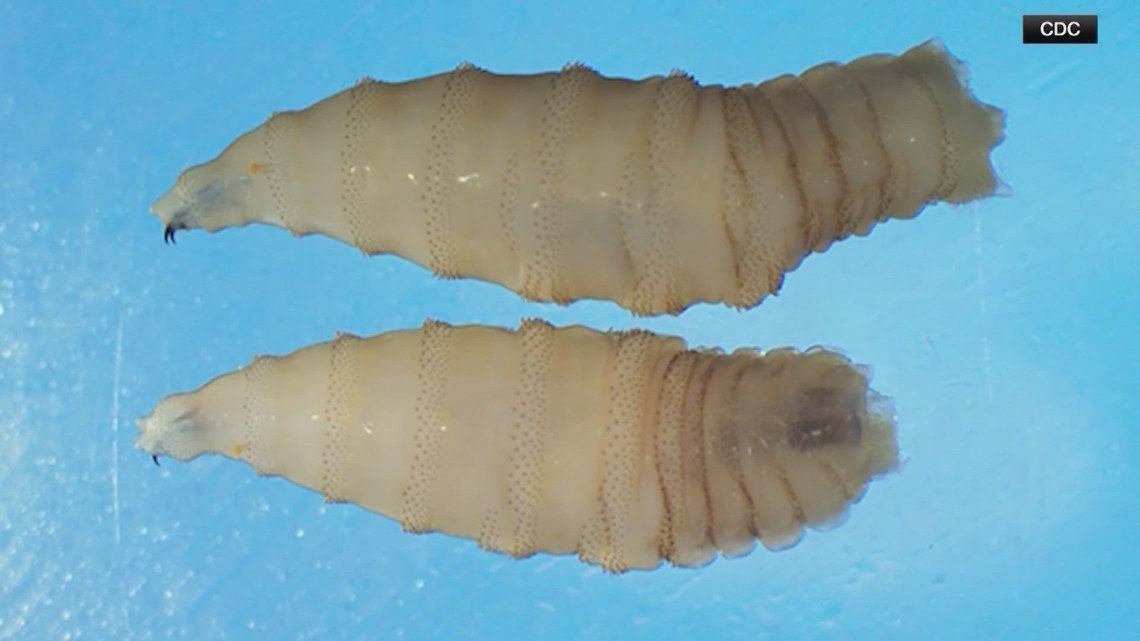 'All hands on deck' | US prepares for possible infestations of flesh-eating fly as Texas issues disaster declaration