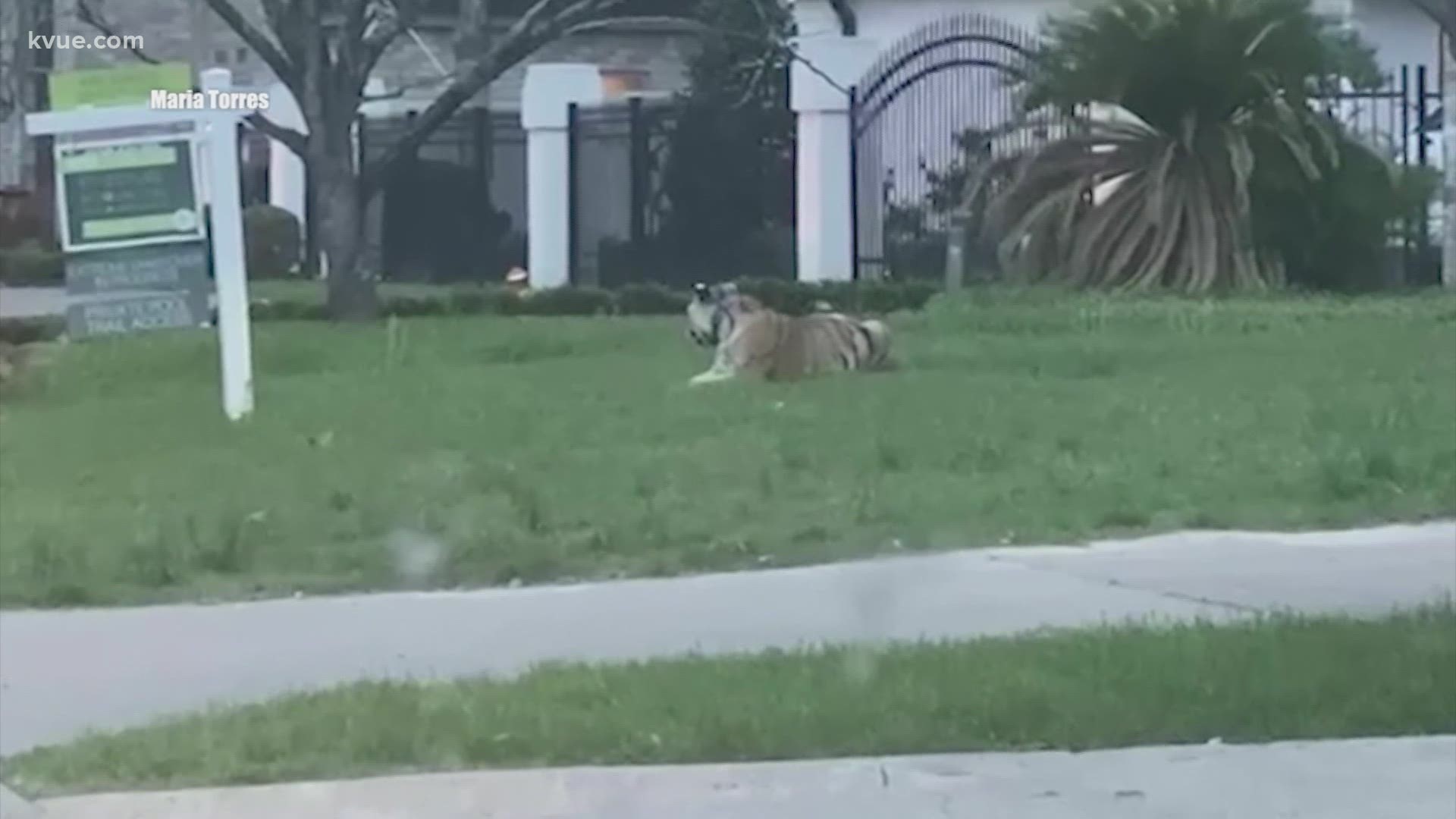 Houston tiger Texas laws on dangerous animals