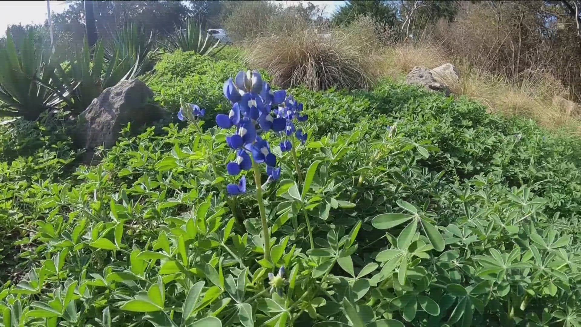 Experts say this bluebonnet season will be a good one. Meteorologist Grace Thornton explains why.