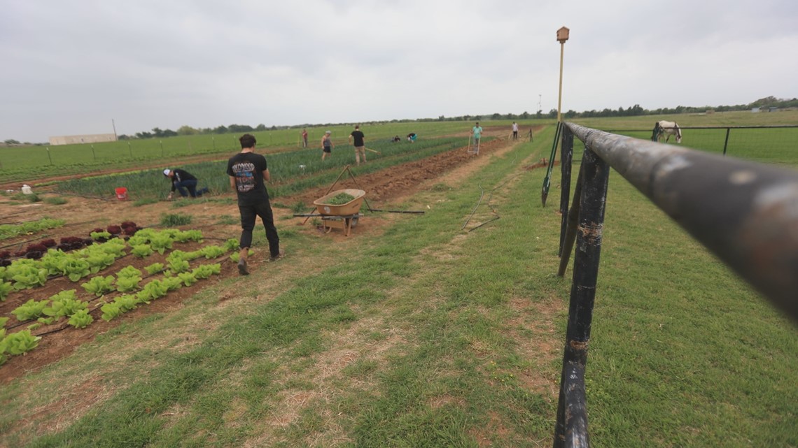 Produce isn't the only thing that grows at this Texas farm - Vimarsana News