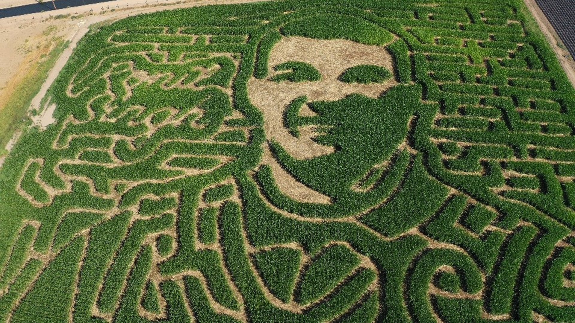 A look from above of the corn maze at Dutch Hollow Farms honoring Cpl. Ronil Singh, the Newman Police Department officer killed in the line of duty the day after Christmas last year. Singh left behind a wife, a 1-year-old son and his police K9 Sam.