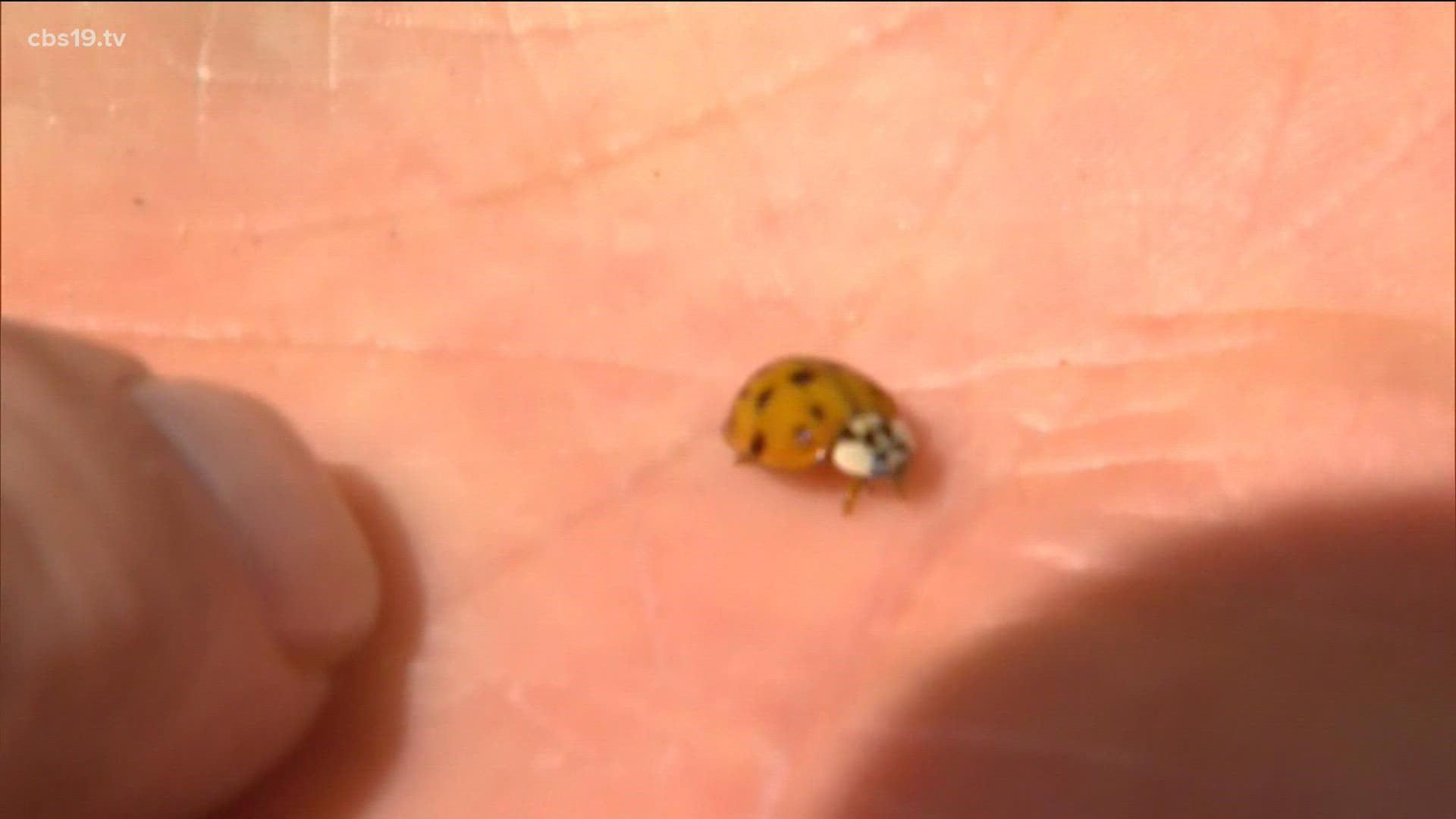 Asian Lady Bugs creeping up in East Texas homes