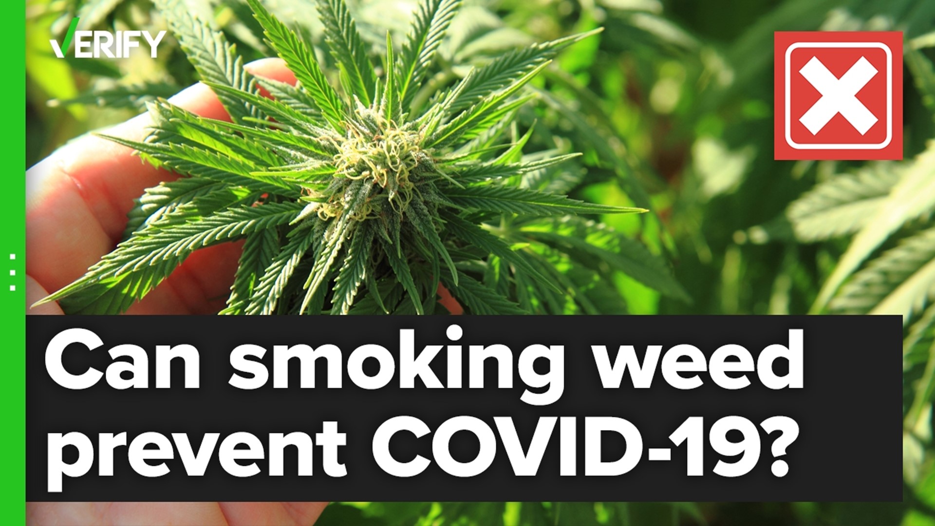 A study looked at the impact certain chemicals in cannabis have on COVID-19, but the research doesn’t show that smoking marijuana can protect against infection.