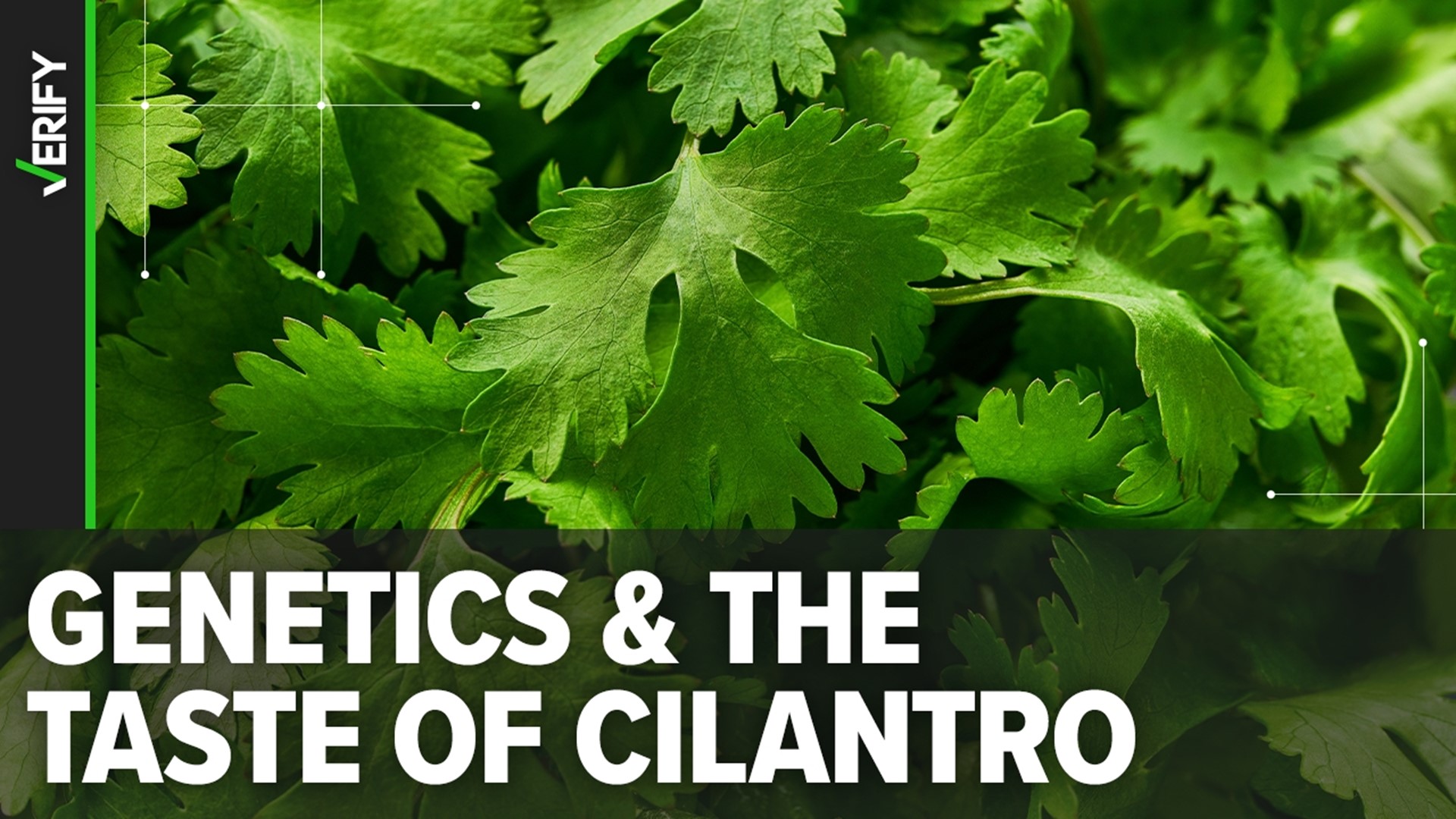Genetic studies show that taste receptor variants can cause cilantro dislike, but there may be other factors too.