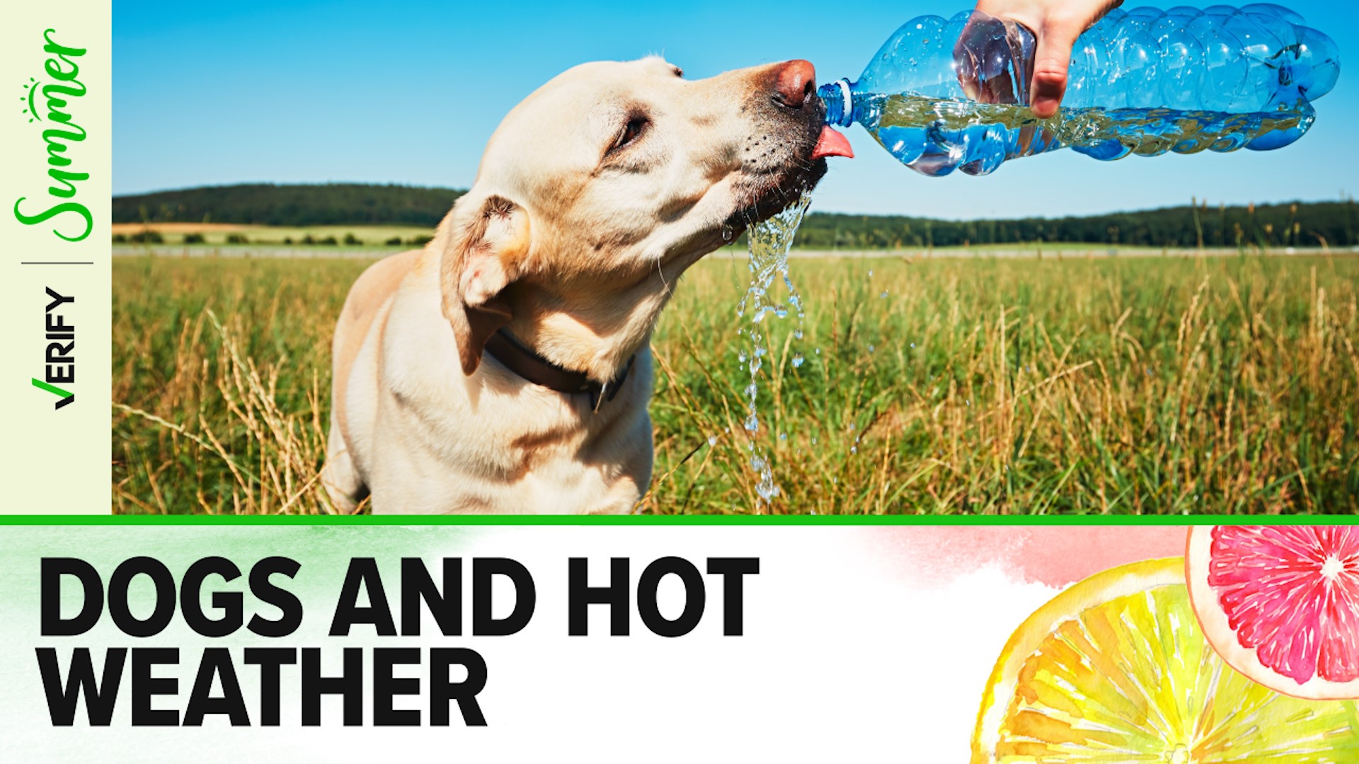 Did you know dogs are terrible at sweating? The primary way they keep cool is through panting. Here are more facts and tips to help your canine manage the heat.