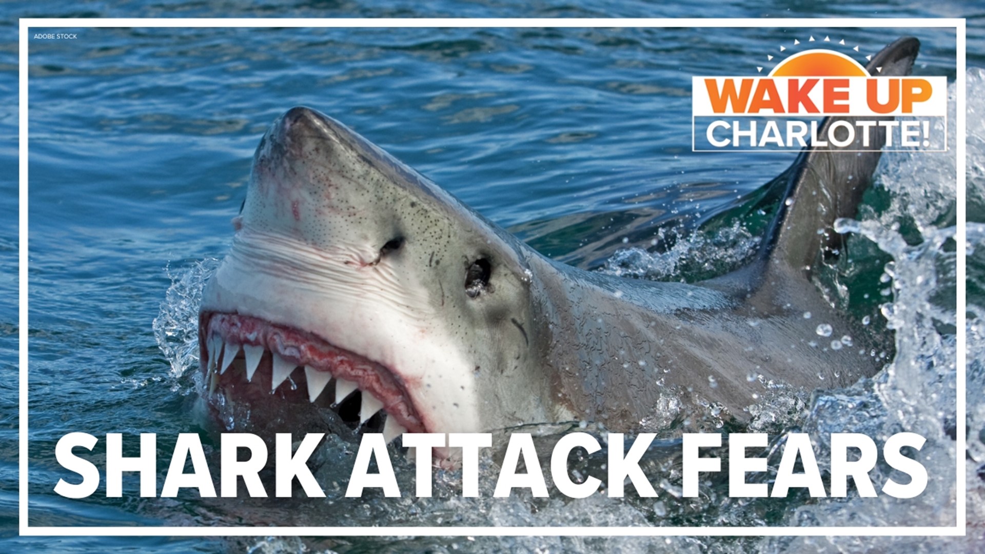 real shark attack videos
