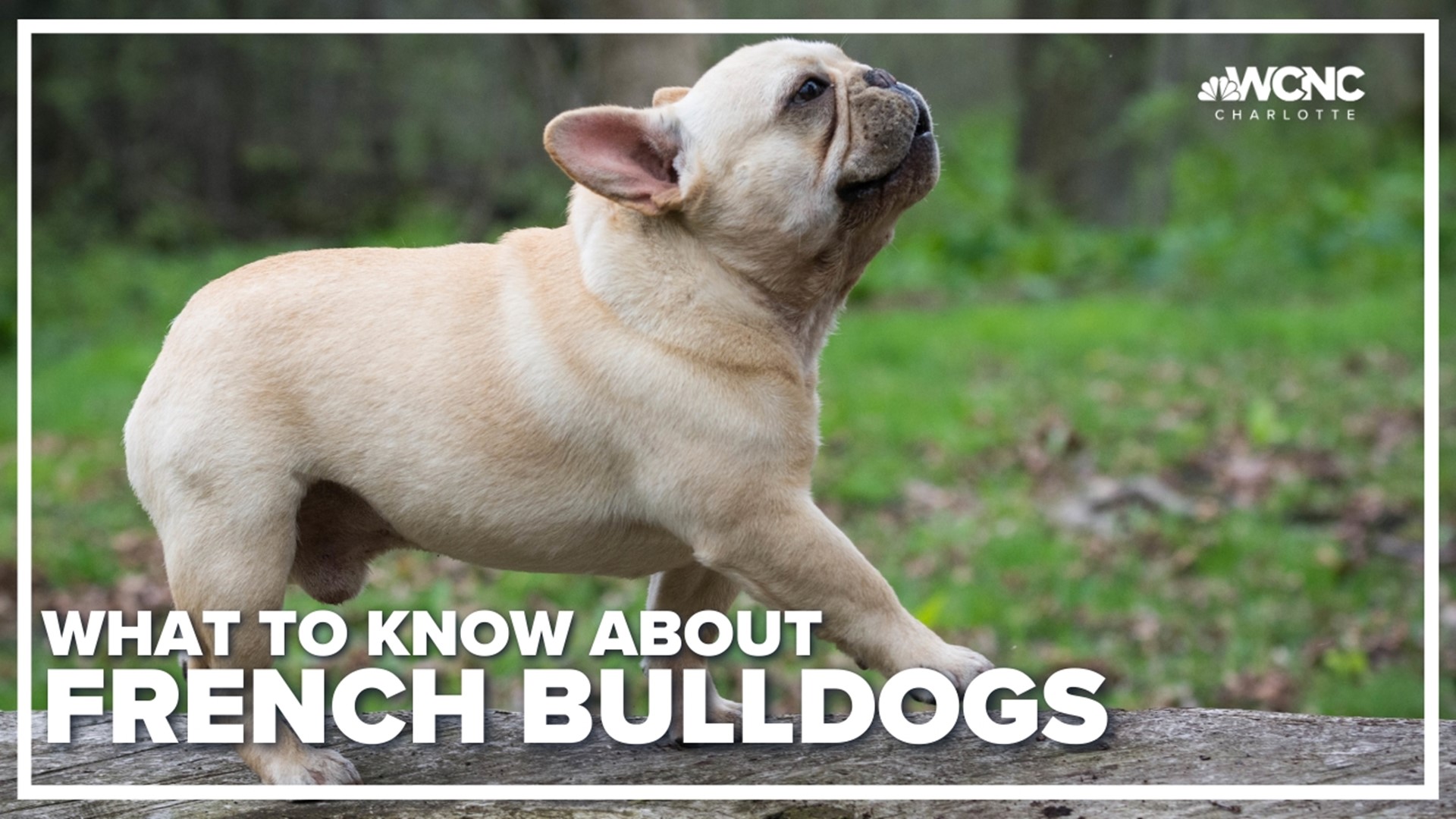 The French bulldog became the nation's most prevalent purebred dog last year, but new owners need to know about the breed's unique needs.