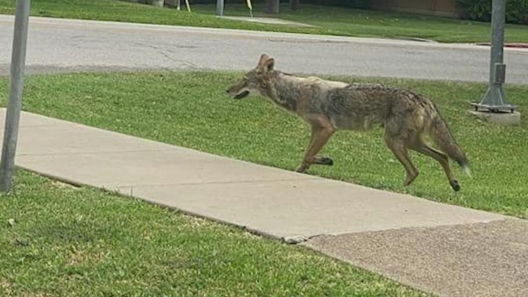 Killed coyote sent off to be tested for rabies, 1 of 3 'removed' from the area following attack of toddler, official says