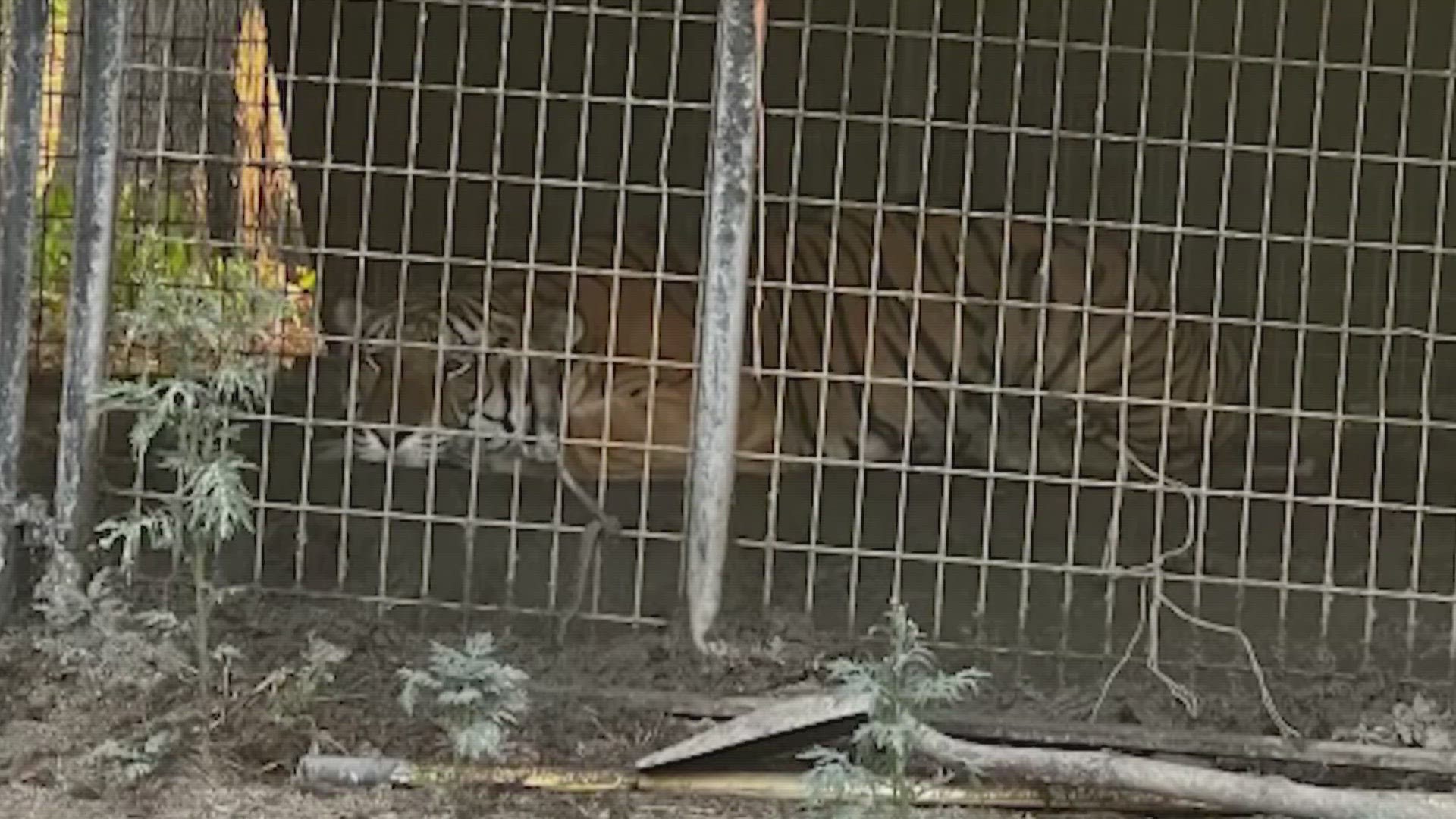 This isn't the first time a tiger has been found in Oak Cliff.