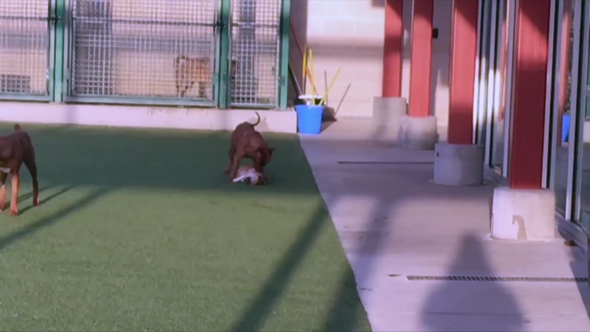 VIDEO: No workers in sight as pit bull attacks smaller dog at animal shelter