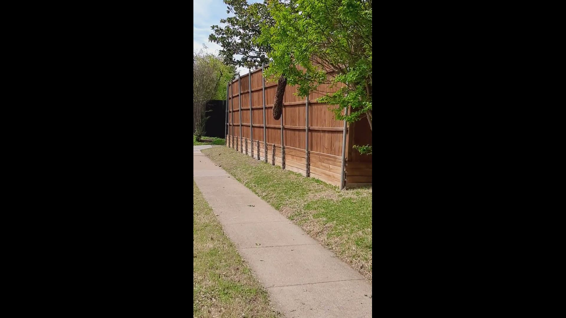 The Plano Parks & Recreation Department shared this video to Facebook that shows about 10,000 bees in the swarm.