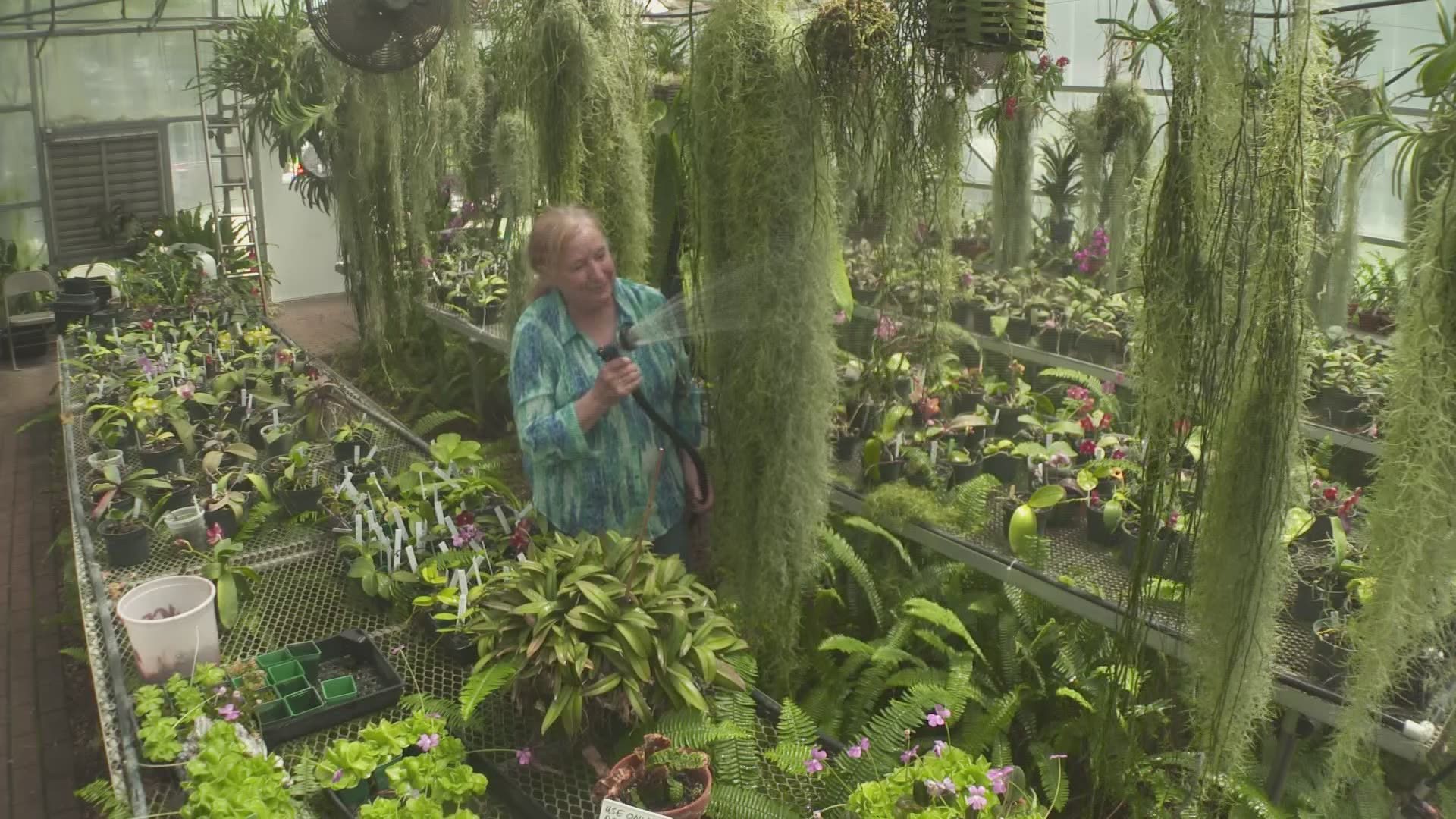 Dotty collects rainwater in two 2,500 gallon tanks behind her greenhouse. The latest rain totals mean she can water her orchids without tapping into city water.