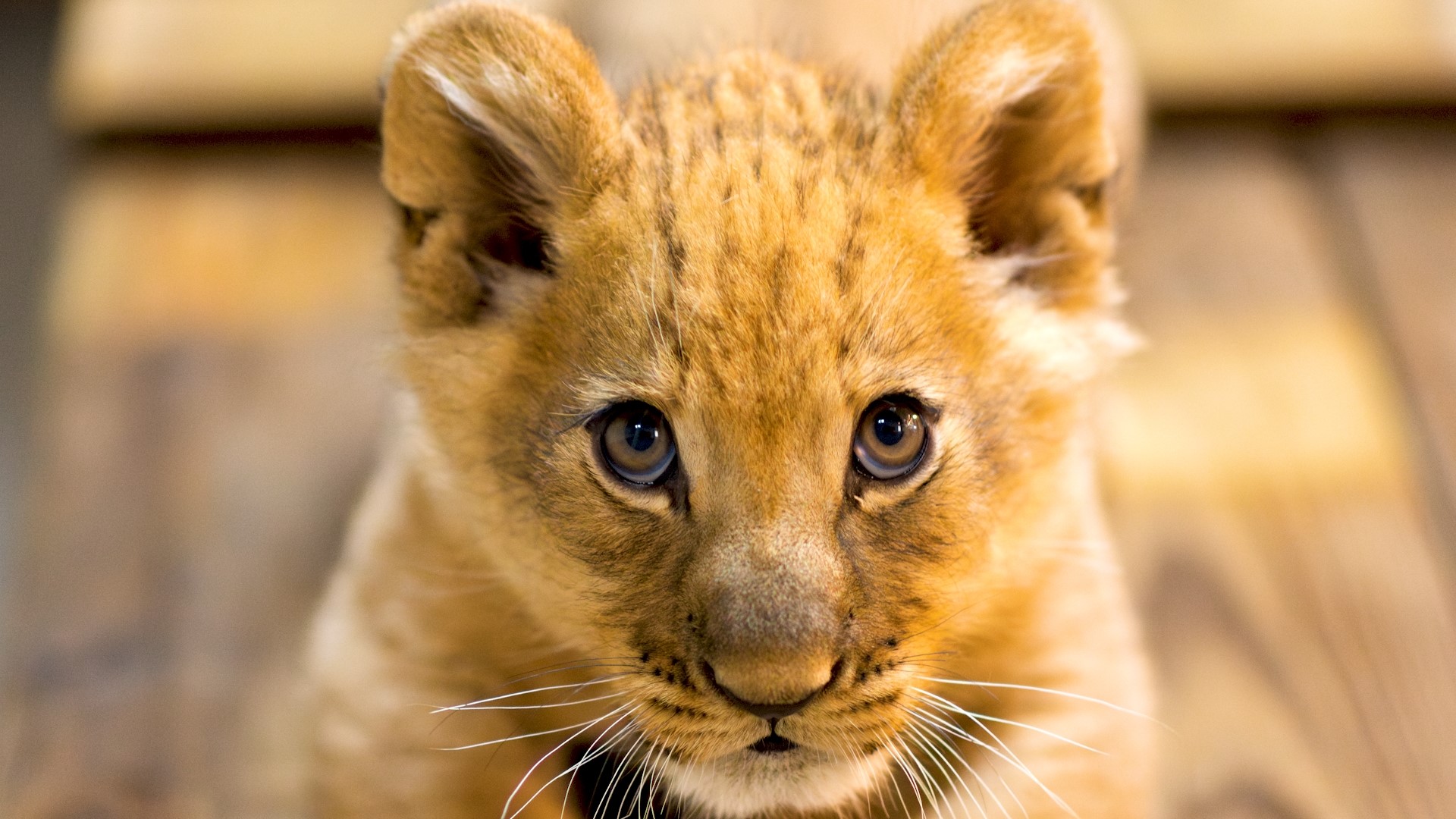 Too cute! Fort Worth, Texas Zoo new lion cub