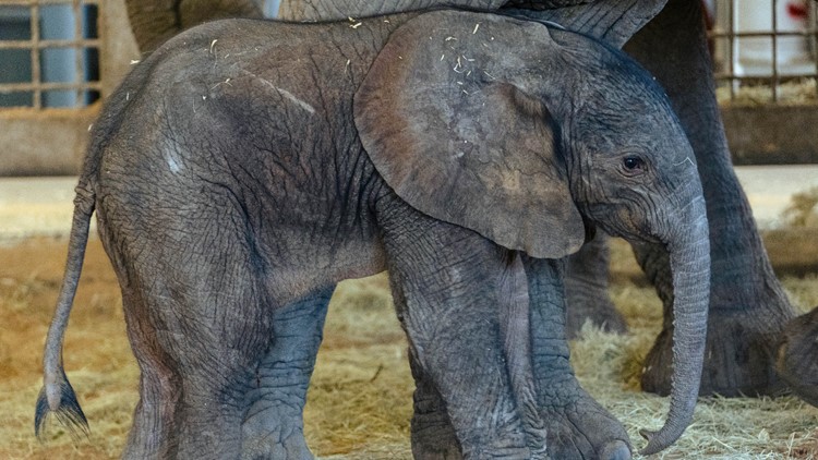 Dallas Zoo reveals baby African elephant's name