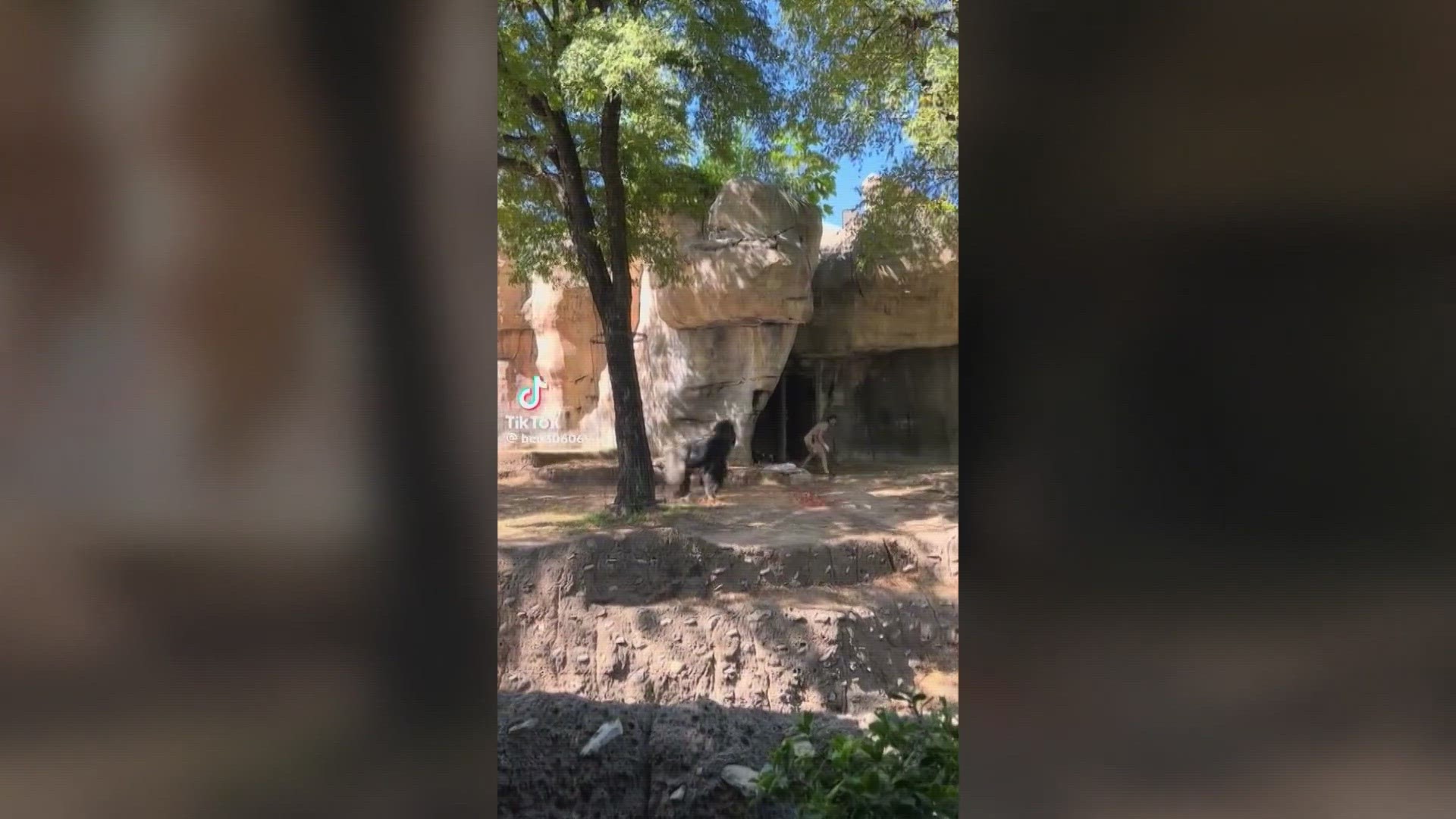 Throughout the video, you can hear zoo visitors call for help.