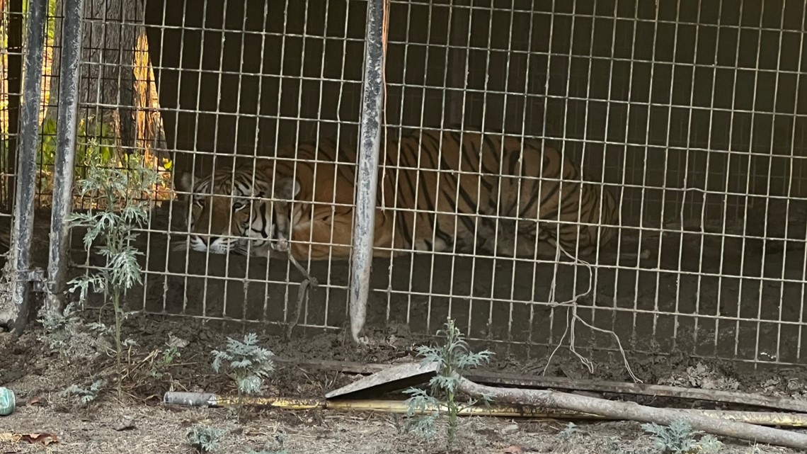 Tiger found in South Oak Cliff, police say - Vimarsana News