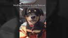 S. Ind. puppy becomes viral sensation after 'tantrum'