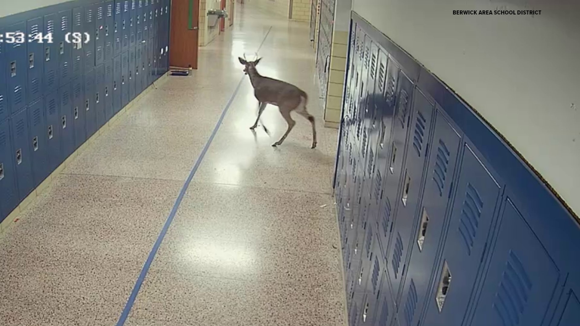 Students and staff at the Berwick Area Middle School got a big surprise Wednesday morning when the animal crashed through a window into a classroom.