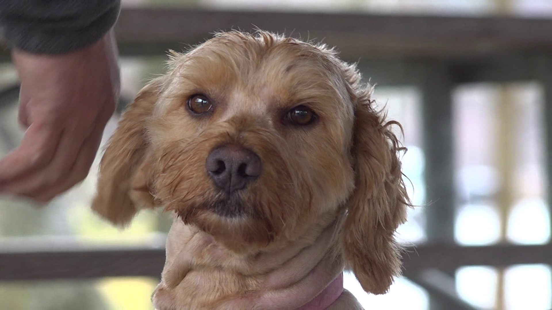 Goldendoodle reunited with family after more than a year apart | kagstv.com