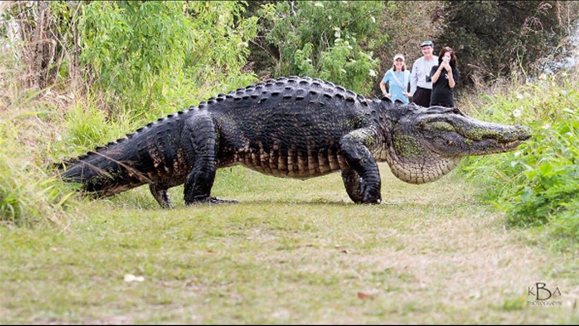 Massive gator spotted in Polk County | kagstv.com