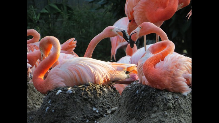 Wild fox kills 25 flamingos and a duck at the National Zoo