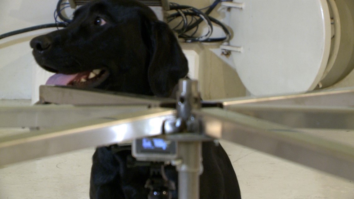 Dogs can sniff out a positive COVID test, new study shows - Vimarsana News